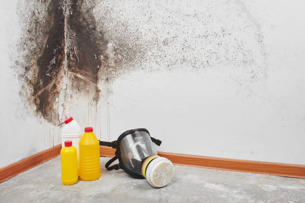 Best Black Mold Removal  in Azalea Park, FL