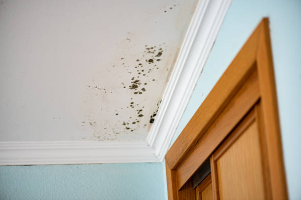 Best Toxic Mold Removal  in Azalea Park, FL