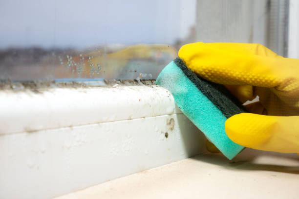 Best Attic Mold Removal  in Azalea Park, FL