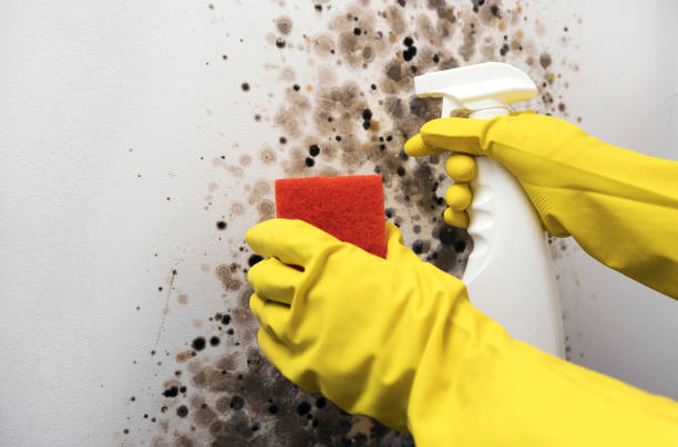 Best Commercial Mold Removal  in Azalea Park, FL