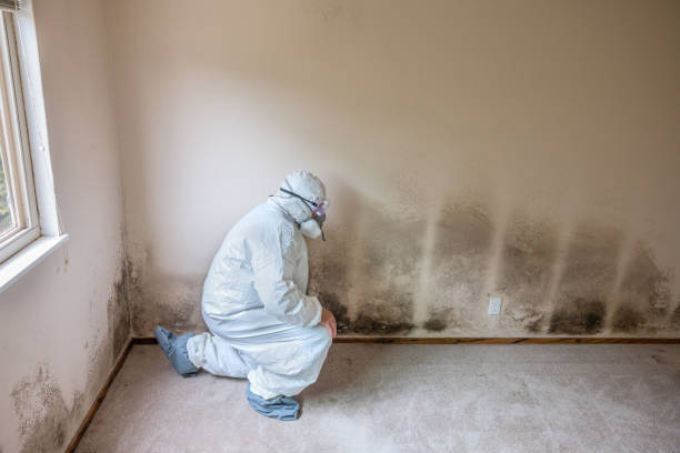 Mold Removal Process in Azalea Park, FL